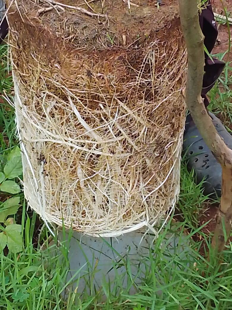 Root ball bound in root wool, standing on a planting block