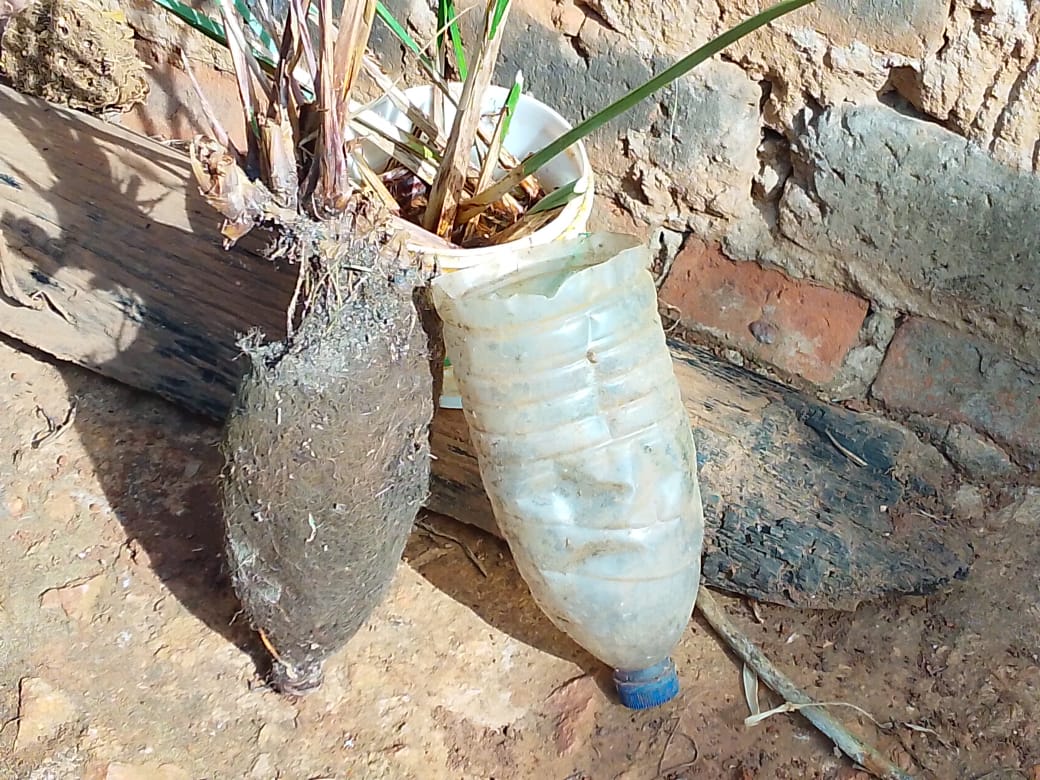 Seedling growing in a cut plastic bottle used as a planter
