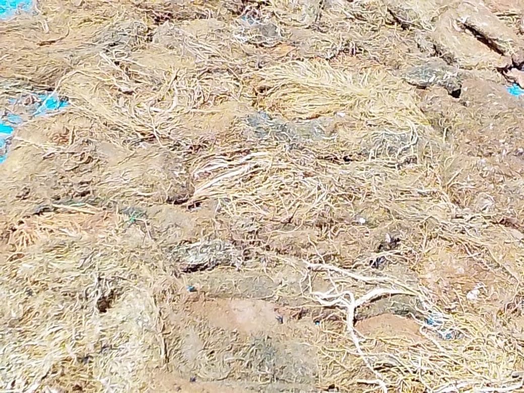 Dense mat of root wool fibre